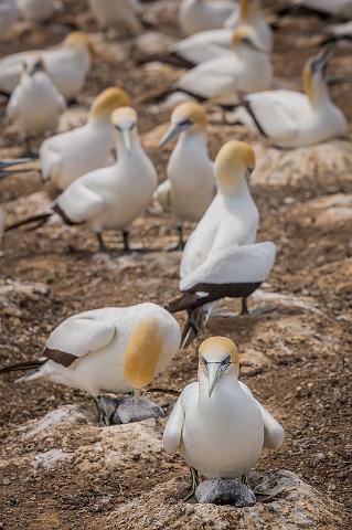 117 Cape Kidnappers, Pacifische Jan van Genten.jpg